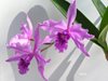 laelia (cattleya) lobata 